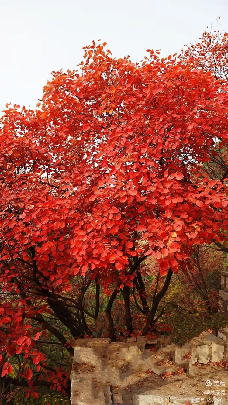 又见石门霜叶红